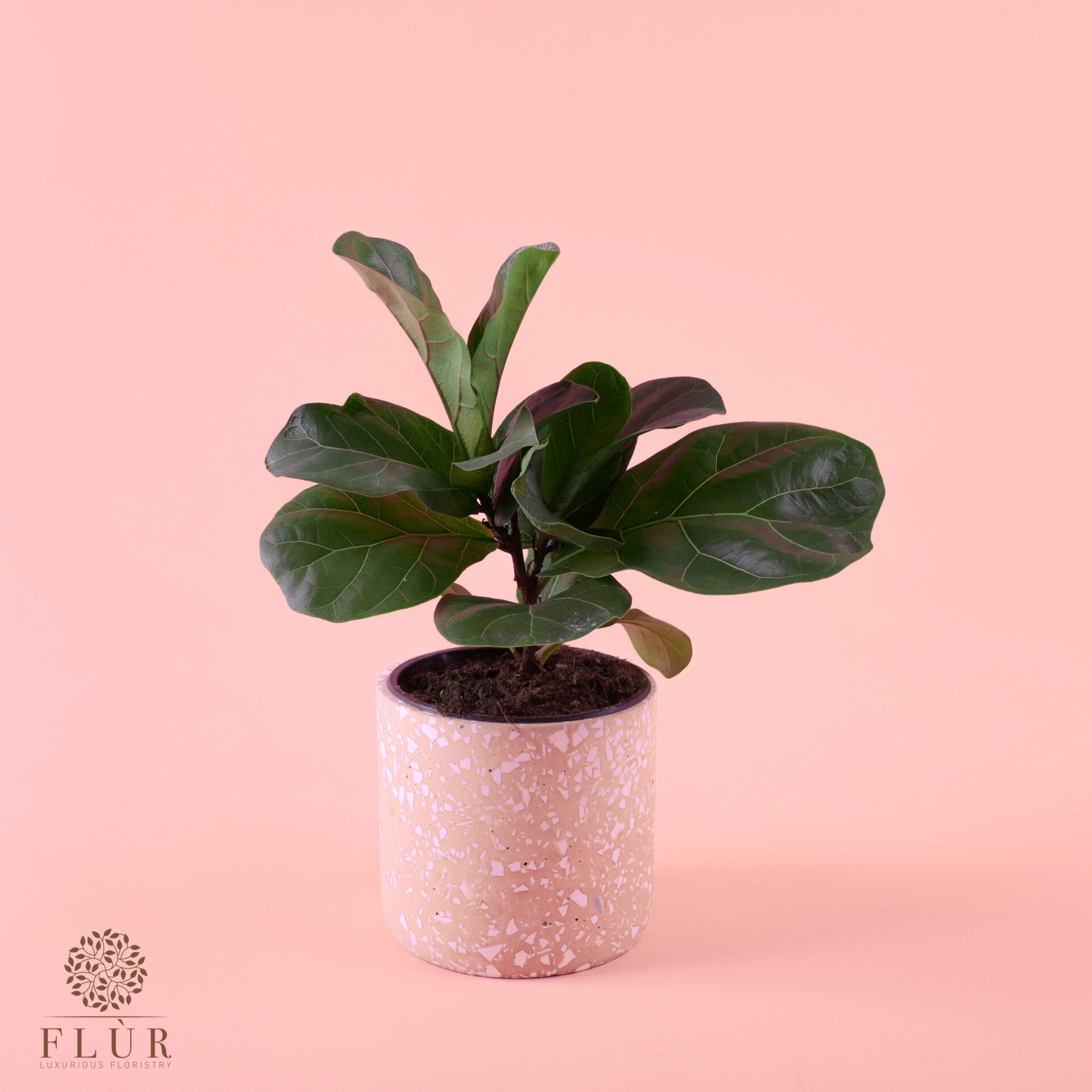 Mini Ficus Lyrata Flùr Florsitry Delivery All Over Lebanon