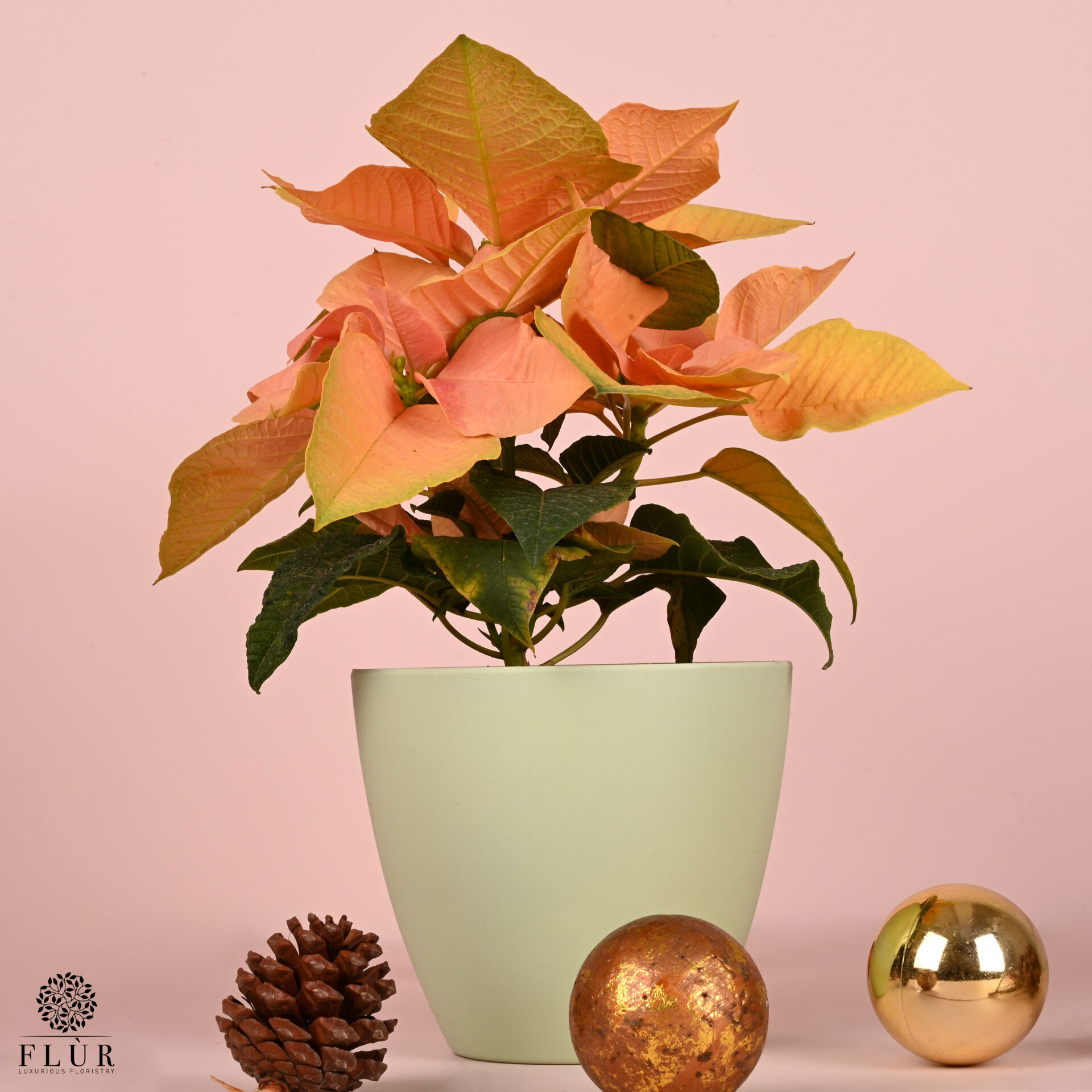 Peachy Poinsettia Flùr Florsitry Delivery All Over Lebanon