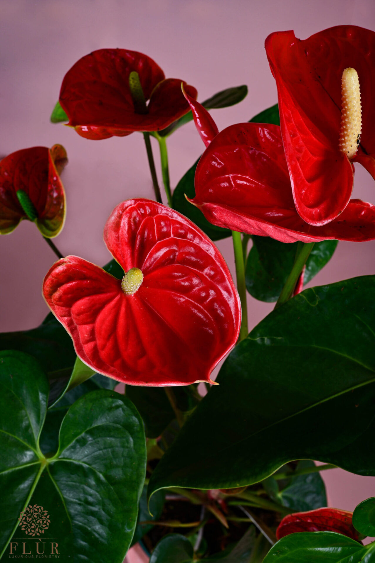 Red Anthurium