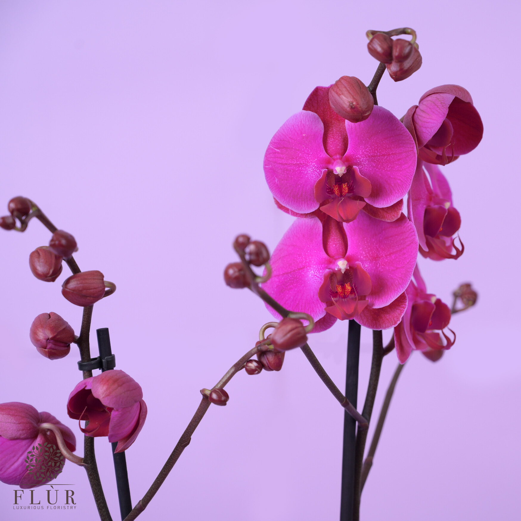 Purple Orchid