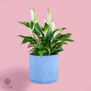 Mini Peace Lily