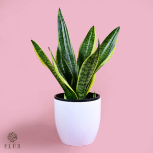 Snake Plant