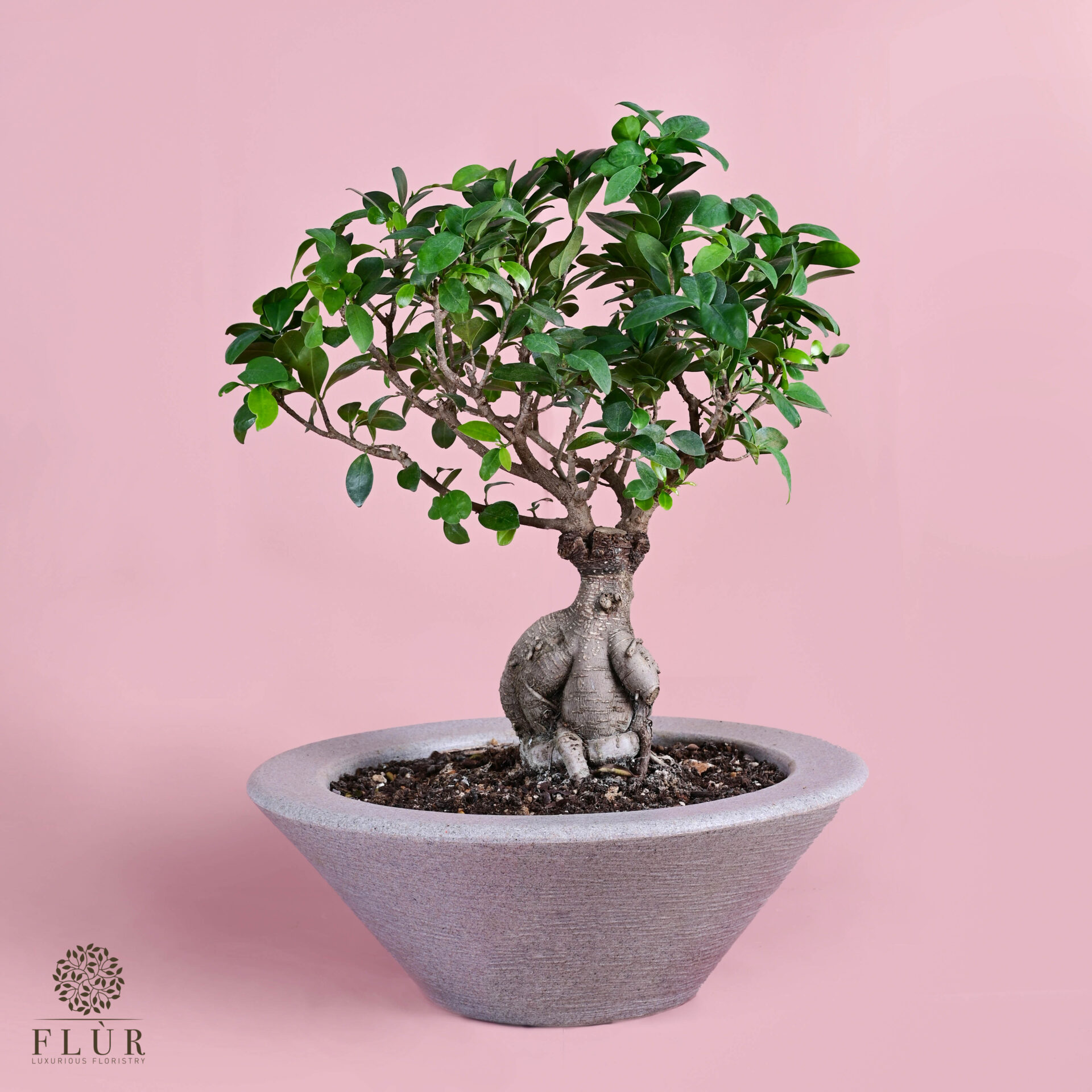 Bonsai Ficus