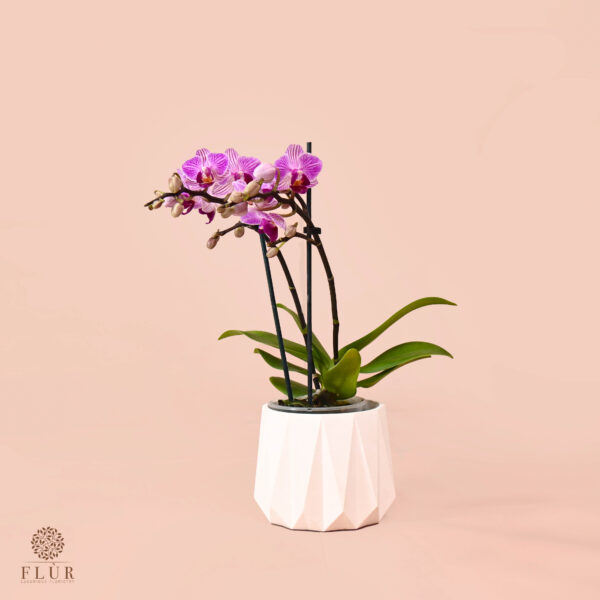Little Purple Orchid