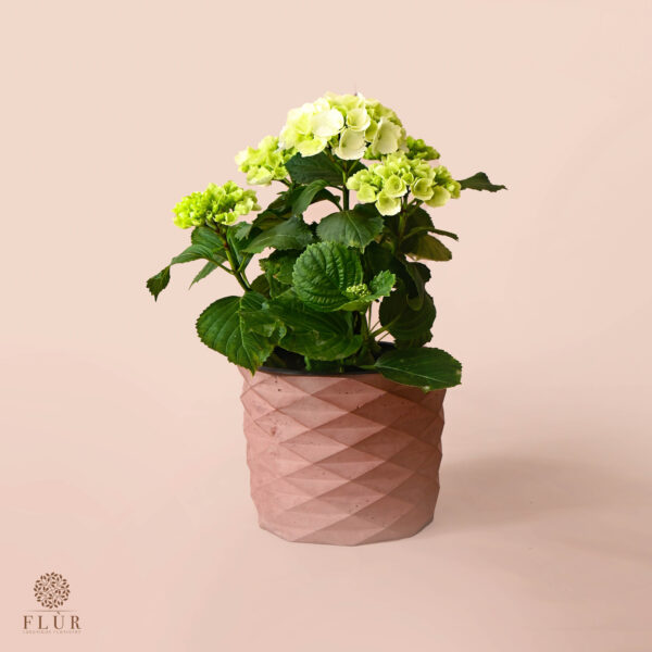 Mini Hydrangea 