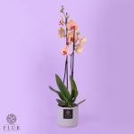 Peach Orchid