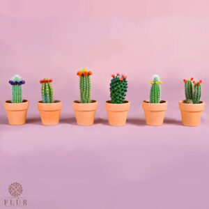 Mini Flori Cacti