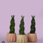 Cylindrical Snake Plant