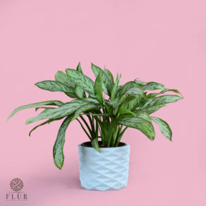 Chinese Evergreen