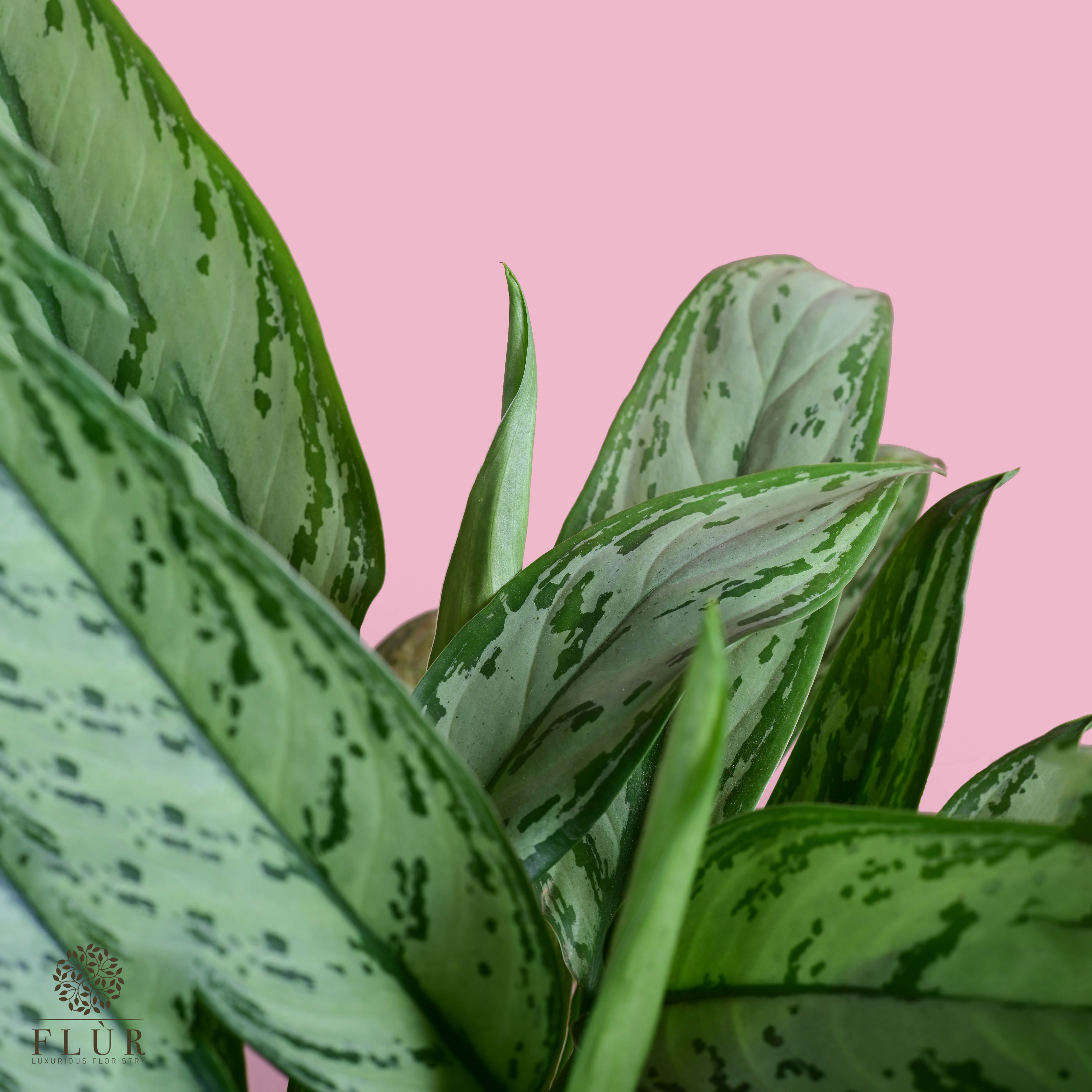 Chinese Evergreen