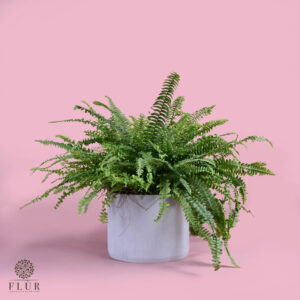 Boston Fern