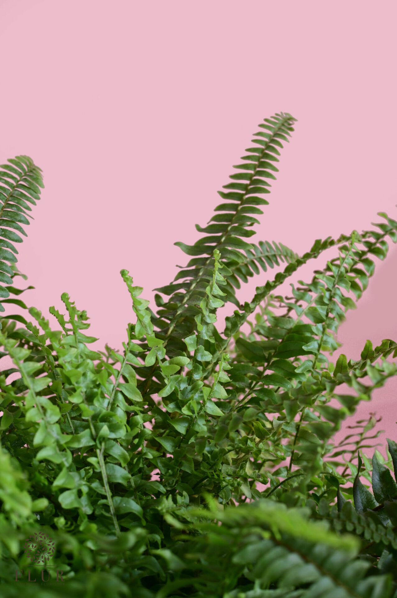 Boston Fern