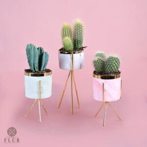 Lovely Trio Cacti