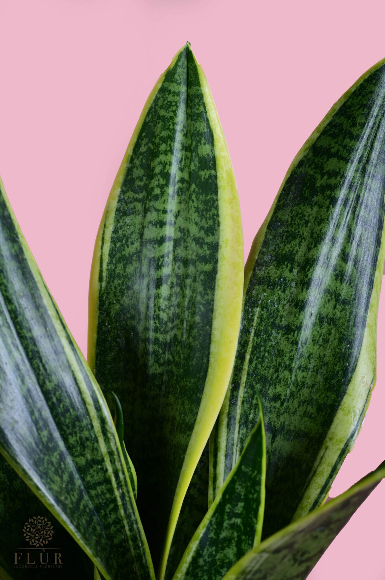 Snake Plant