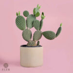 Bunny Cactus