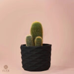 Flora Cacti