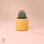 Mini Lily Cactu