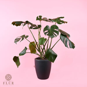 Monstera Plant