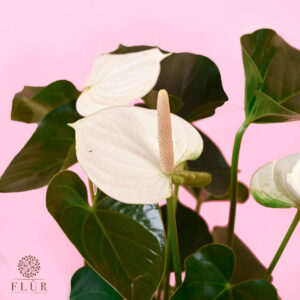 White Anthurium