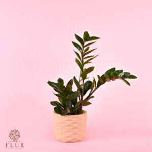Small Zamioculcas 
