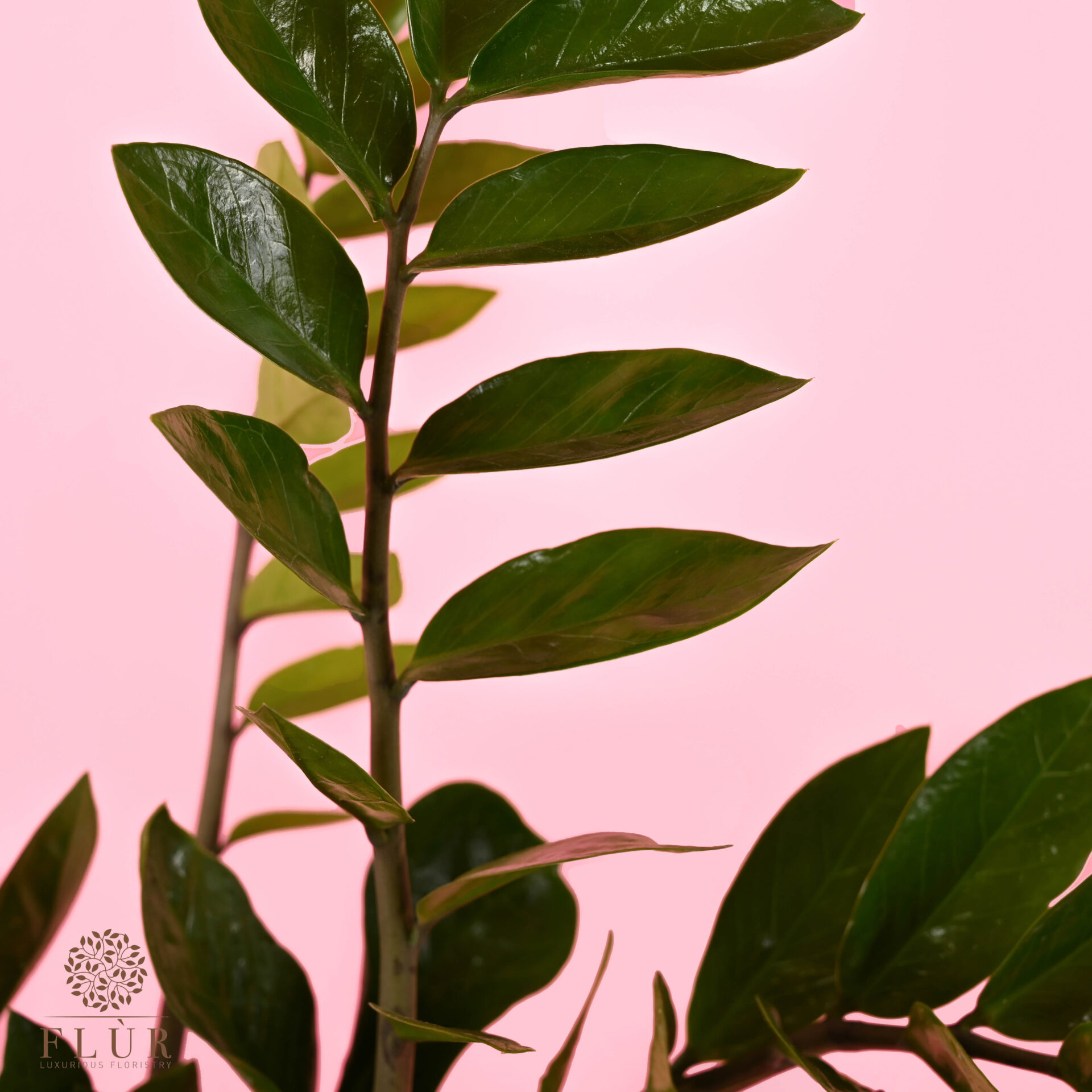 Small Zamioculcas 