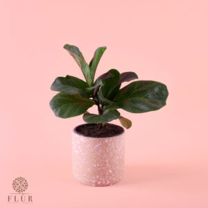 Mini Ficus Lyrata