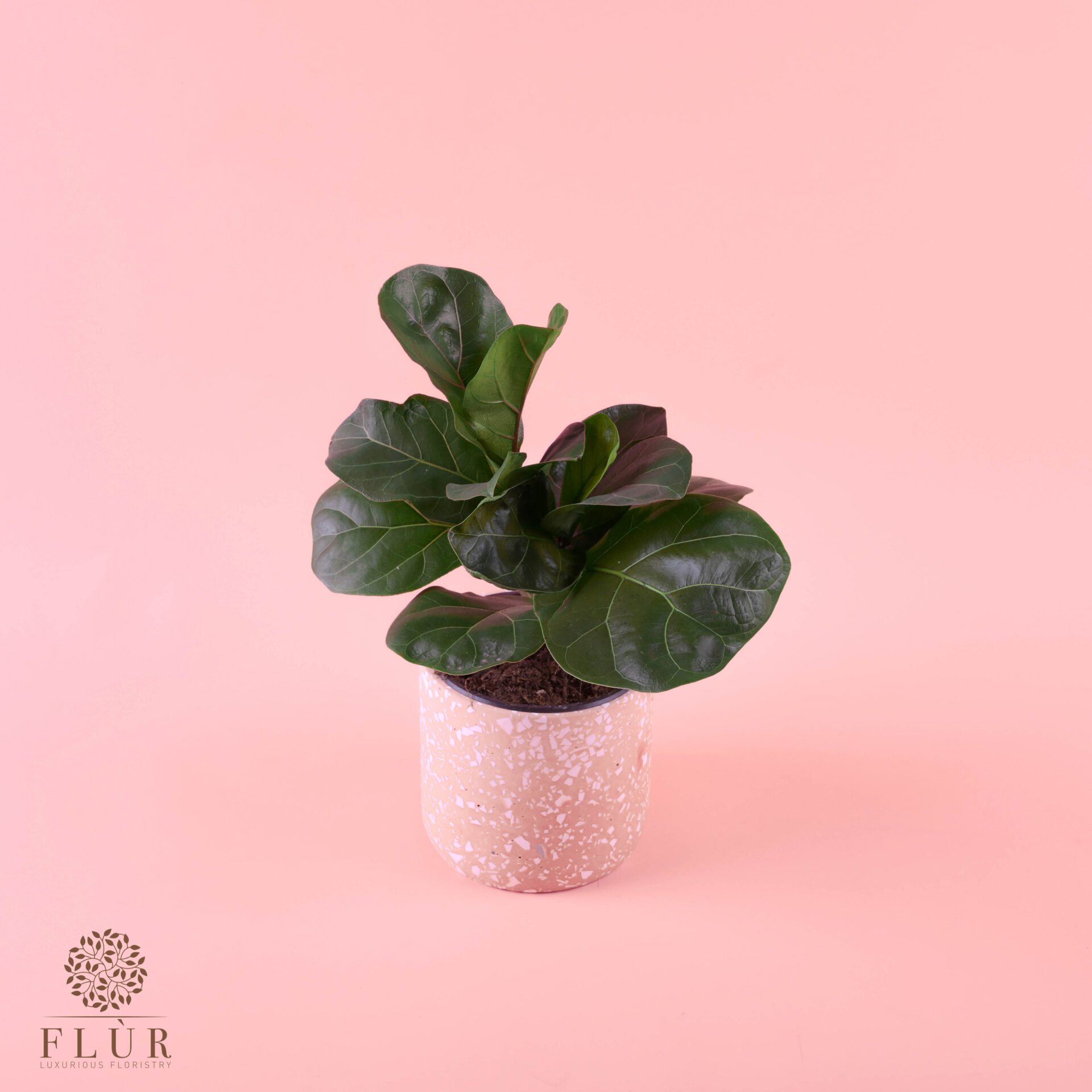 Mini Ficus Lyrata