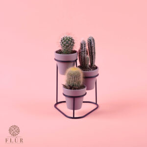 Mini Trio Cacti