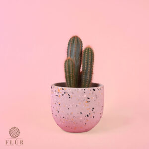 Terrazzo Cacti