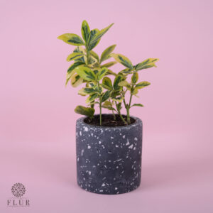 Mini Golden Euonymus