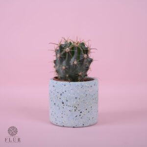 Mini Spiny Cactus