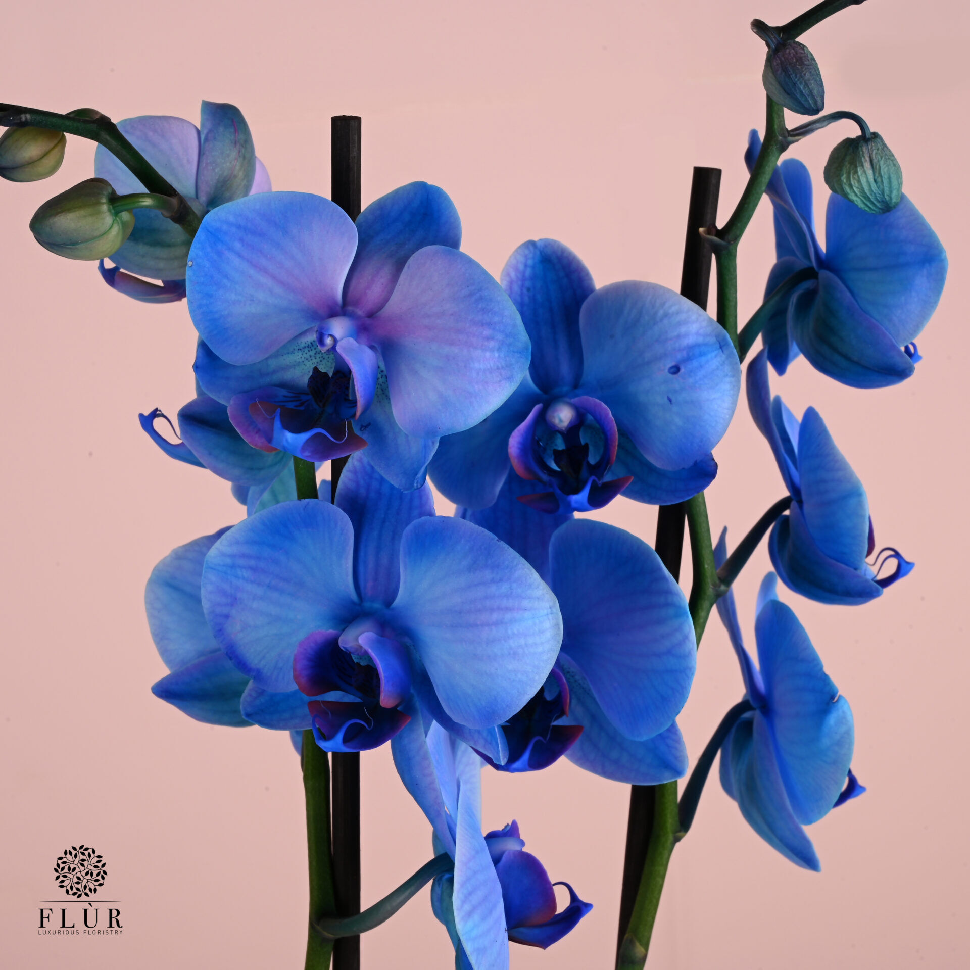 Christmas Blue Orchid