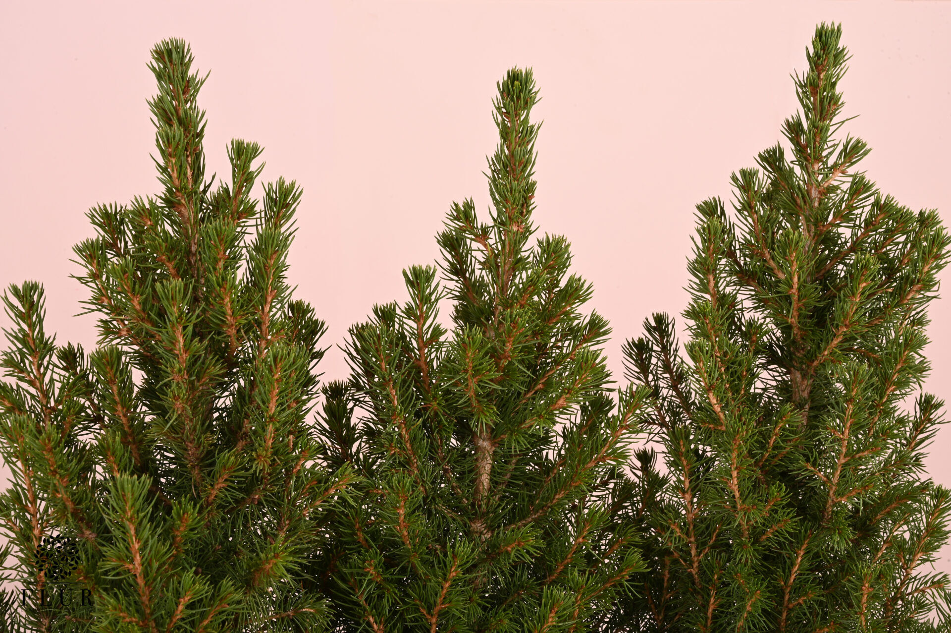 Picea Plant