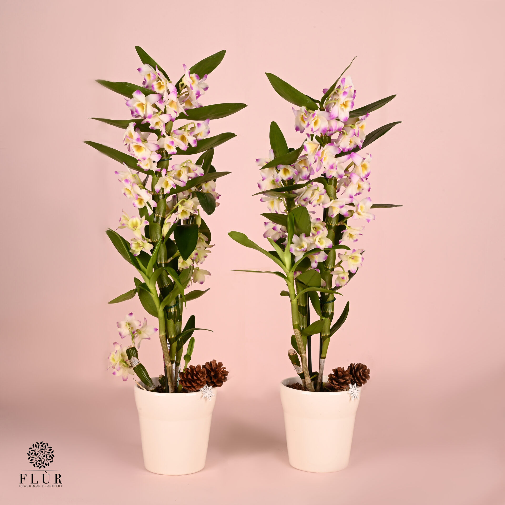 Christmas Dendrobium - Flùr Florsitry | Delivery All Over Lebanon