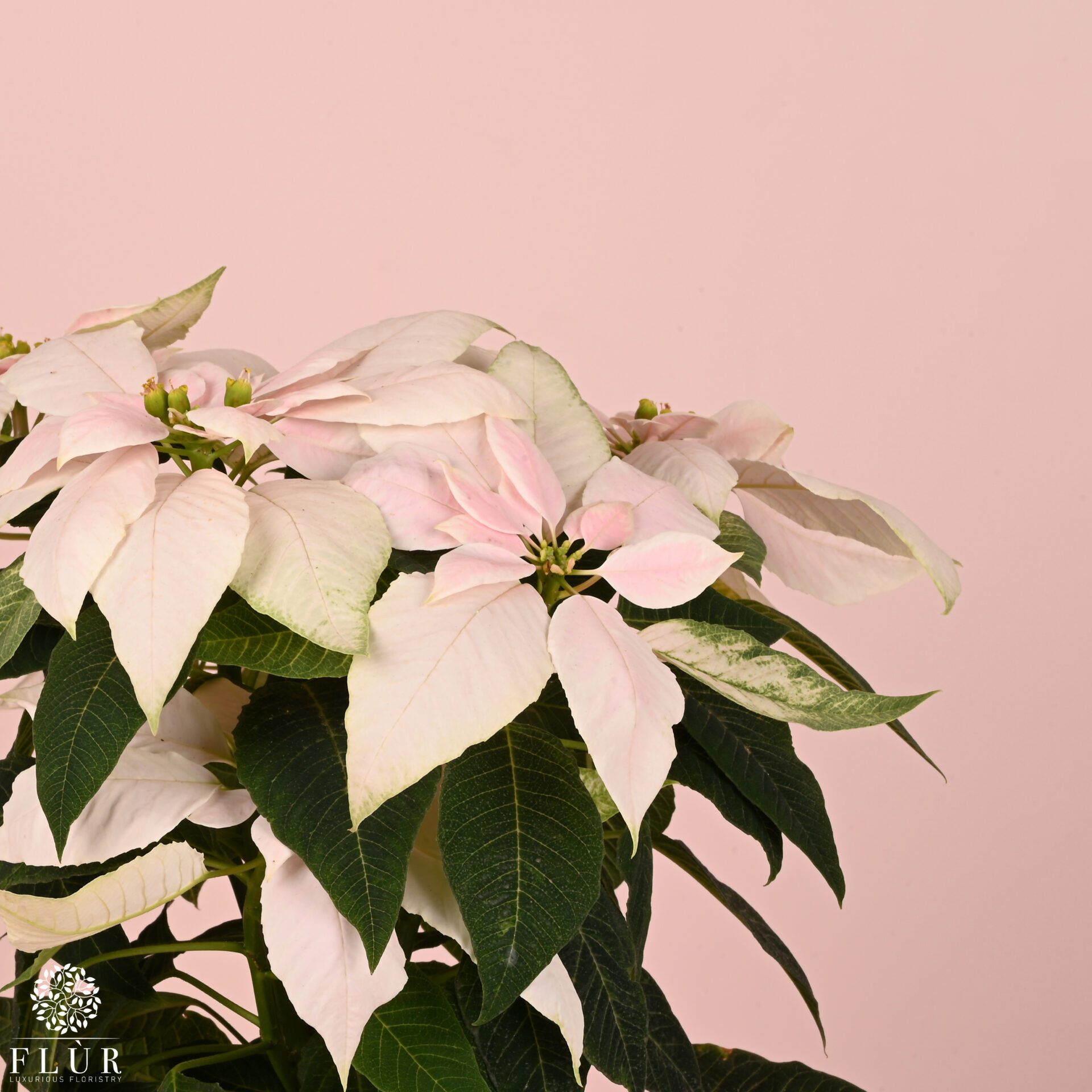 Mini Pink Poinsettia-